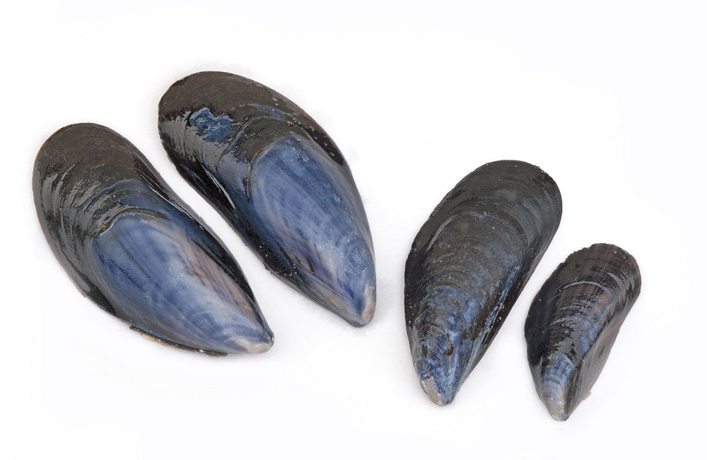 Blue Mussels in Shell, 1 kg