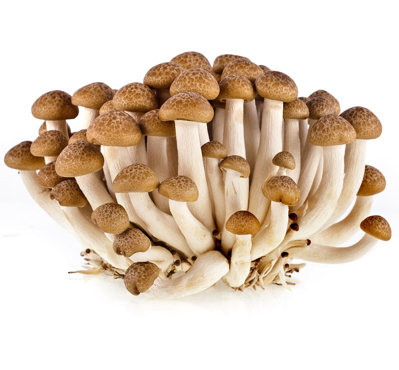 Brown Shimeiji Beech Mushrooms 150gr