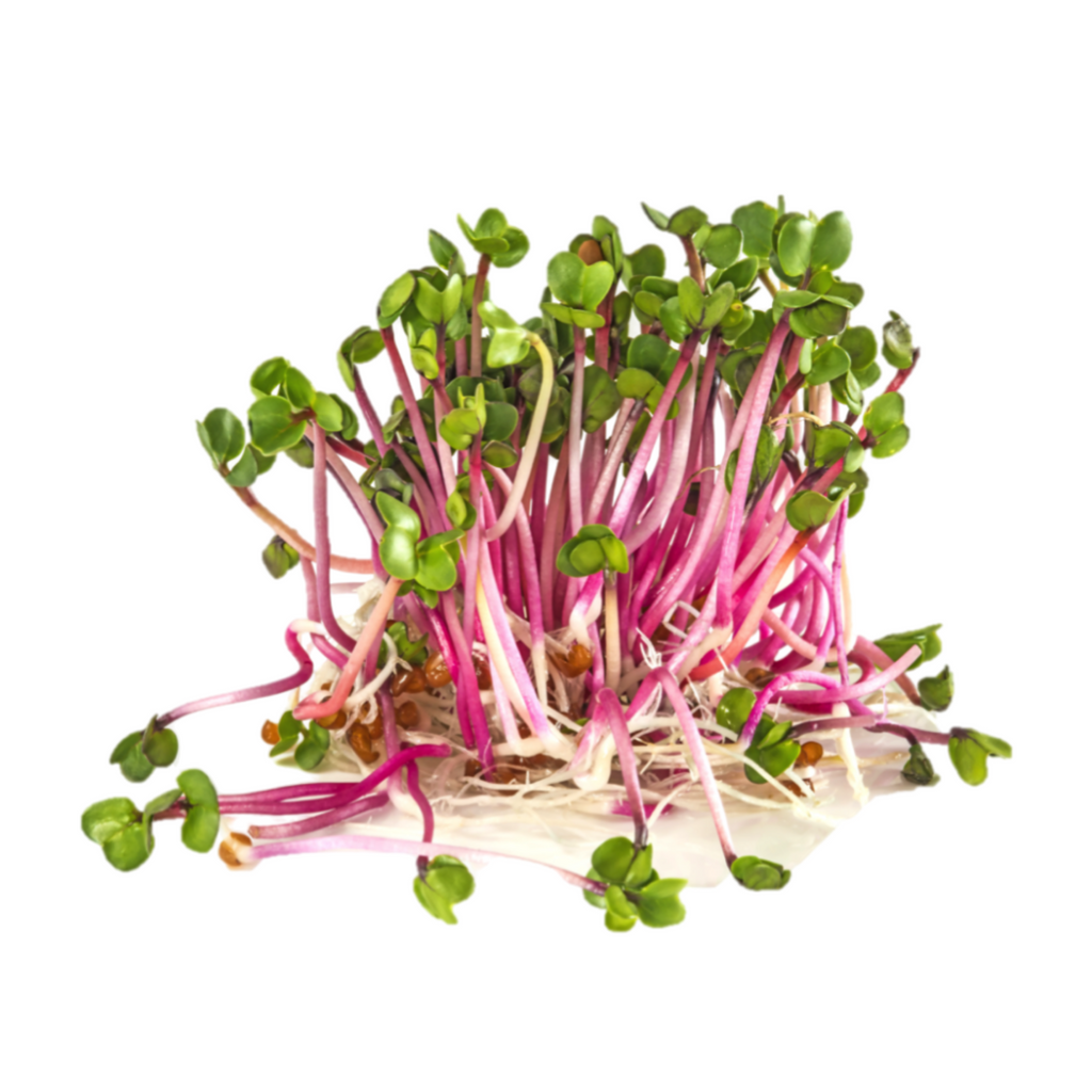 Rose China Sprouts, 100 gr