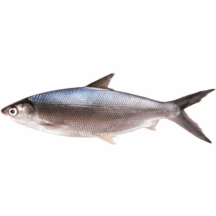 Milk Fish WGG, 500-800 gr, 1 kg