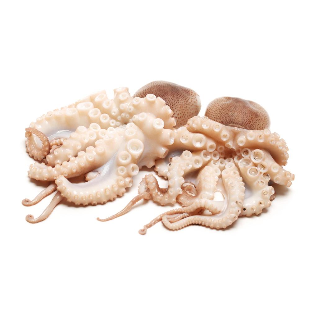 Baby Octopus Bag, 10/20, 1 kg