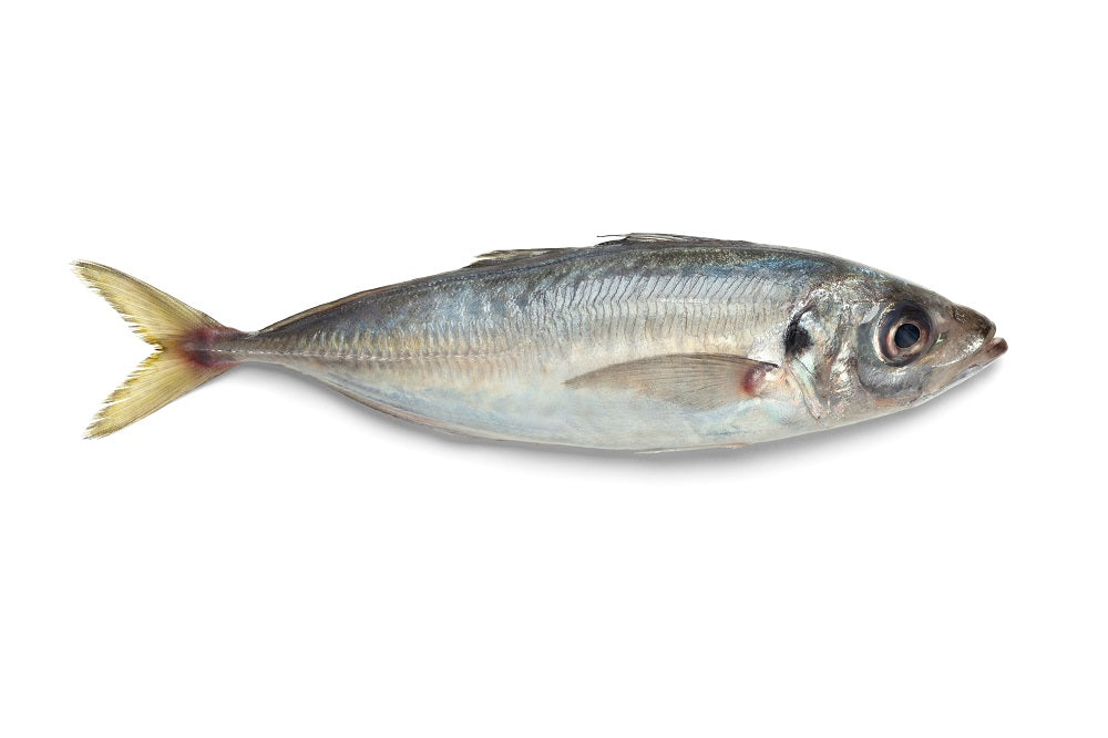 Hors Mackerel Fish, Whole Roand, Size 8/10, 1 kg