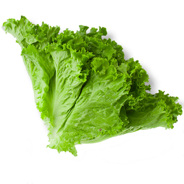 Fresh Green Lettuce, Poly 10/12 ct 10 x 300 gr